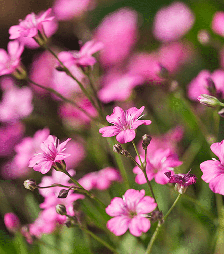 Blueten Nahaufnahme Garten der Inspiration.